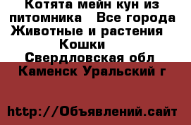 Котята мейн-кун из питомника - Все города Животные и растения » Кошки   . Свердловская обл.,Каменск-Уральский г.